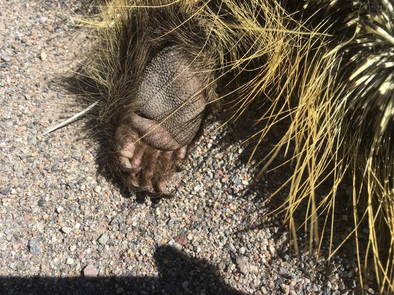 Pads and Claws of the left hind foot