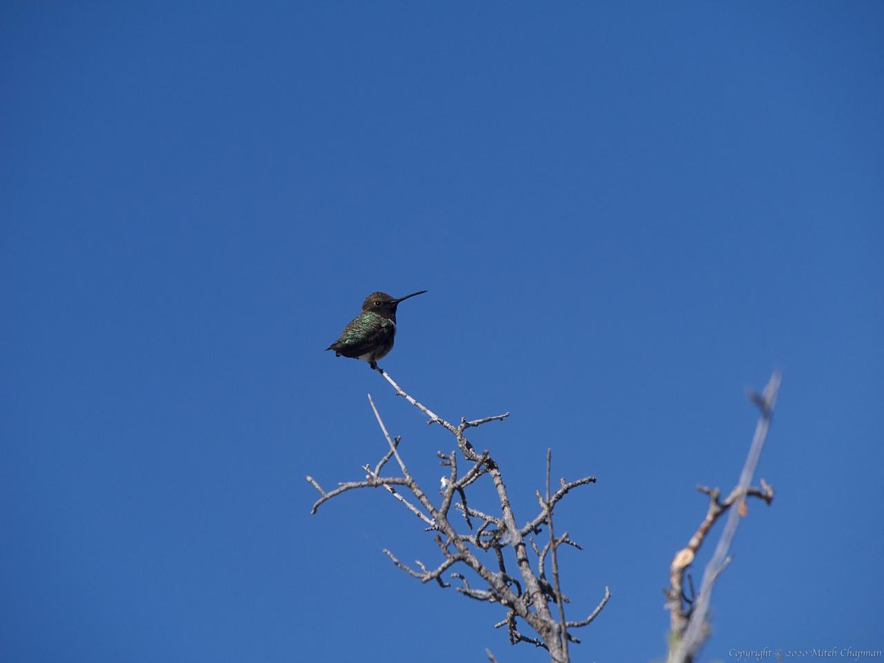 Male black-chinned hummingbird, resting