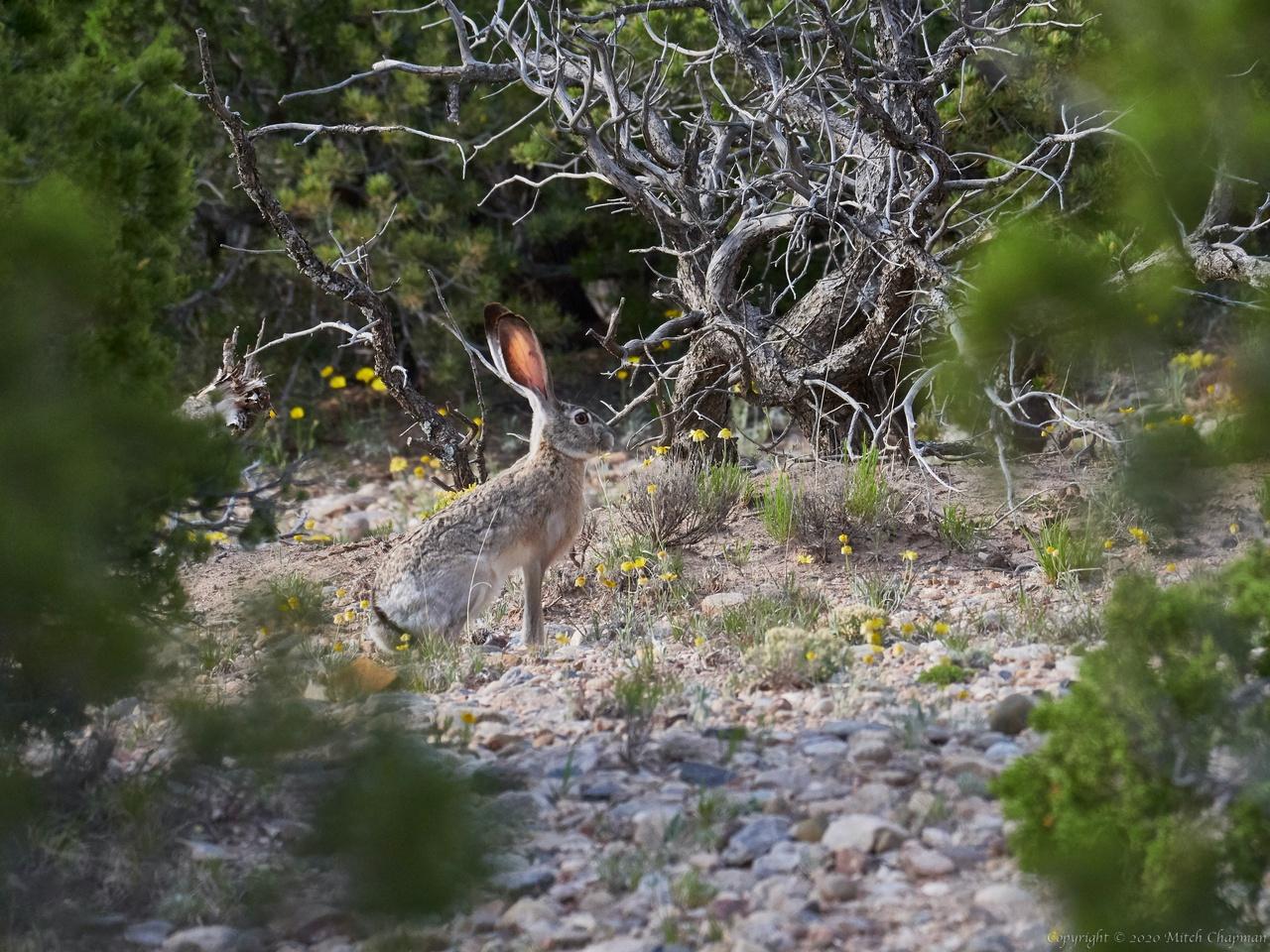 Blacktailed Jackrabbit, just before it casually speeds away