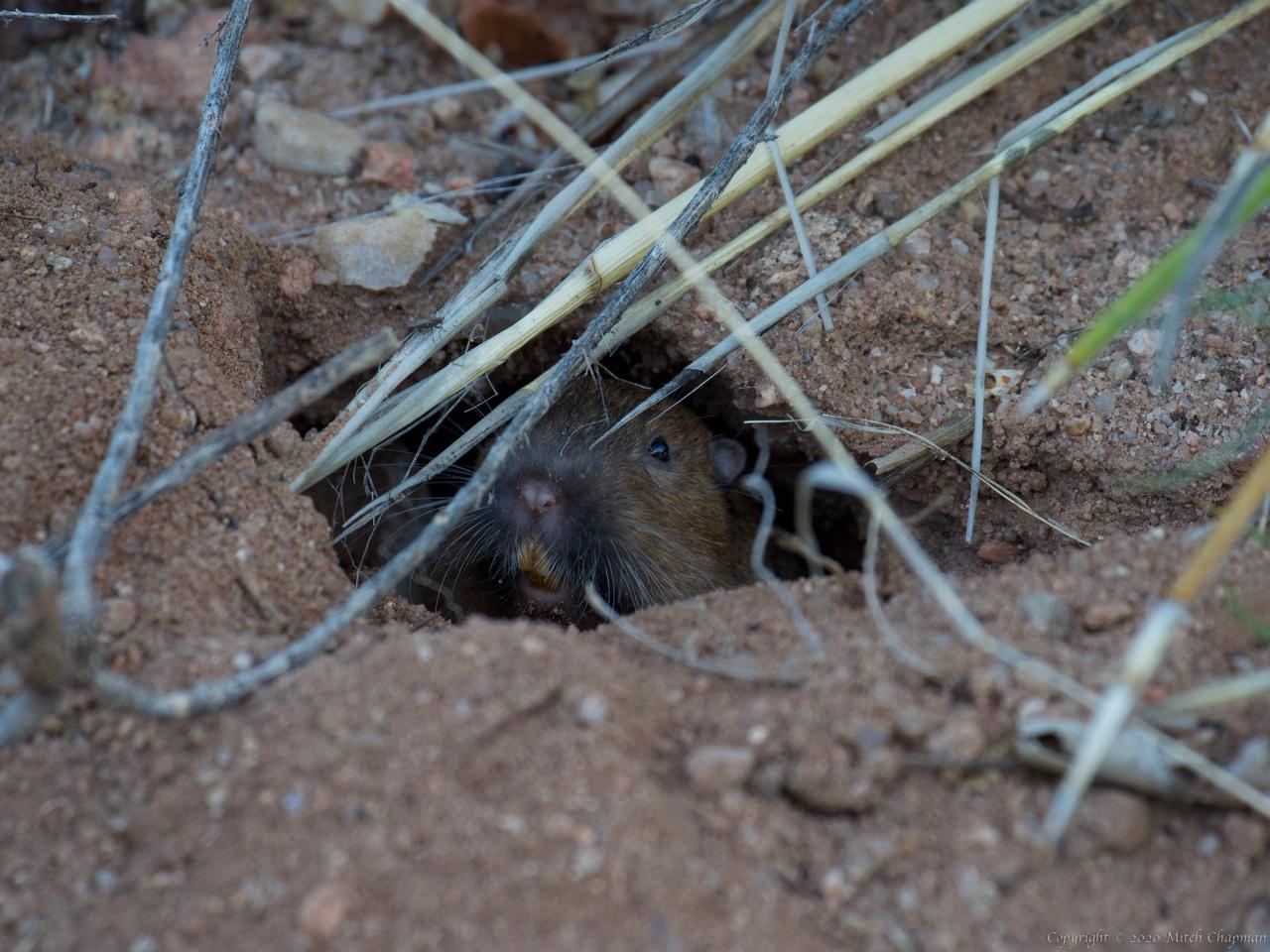 Botta's Pocket Gopher – with its poor eyesight, I don't think it saw me