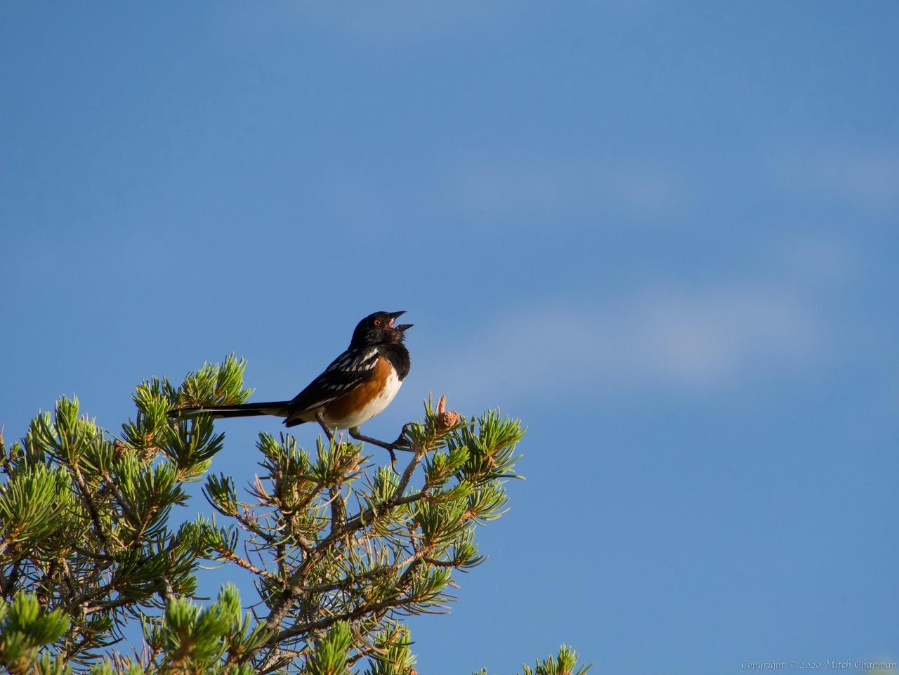 Spotted Towhee, greeting the dawn