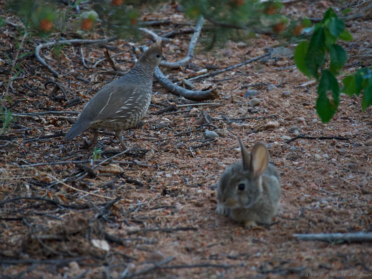 Scaled Quail and Cottontail Bunny